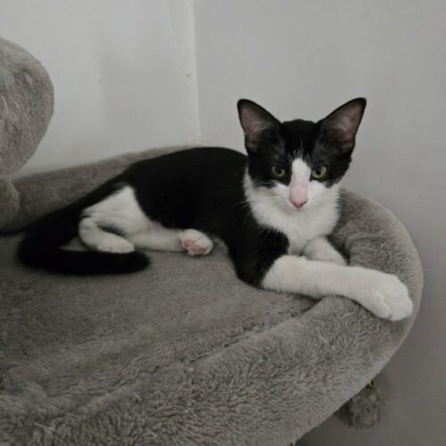 BRIGNOLES – chaton