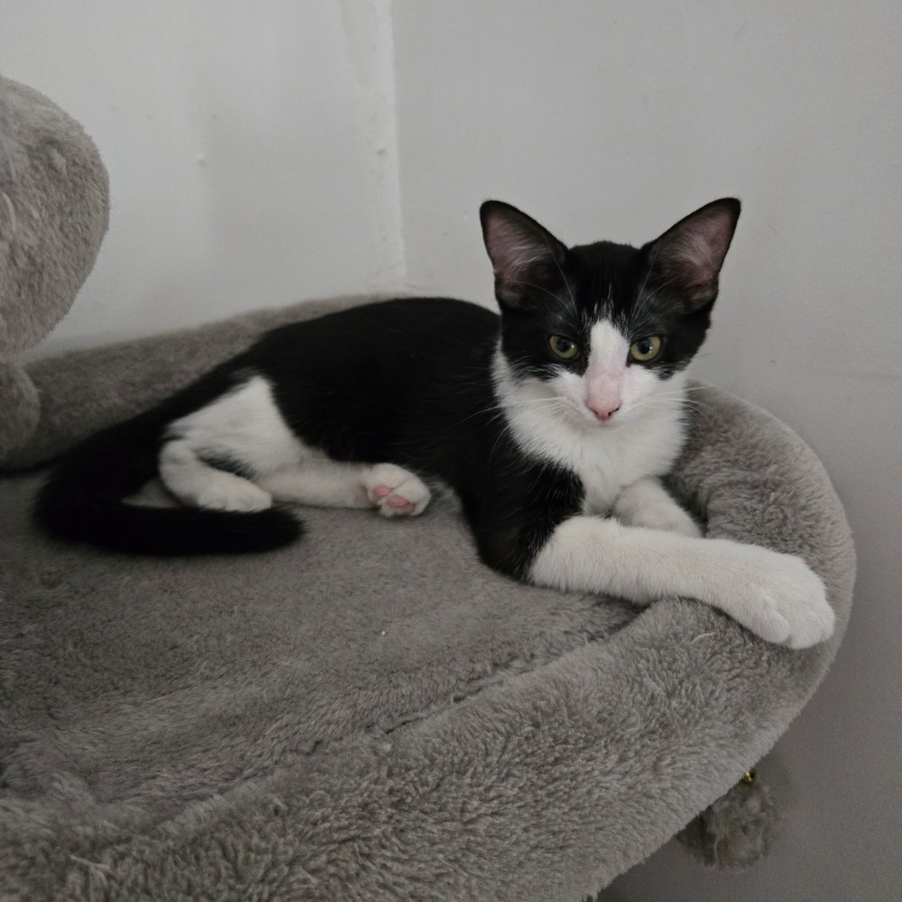 BRIGNOLES – chaton