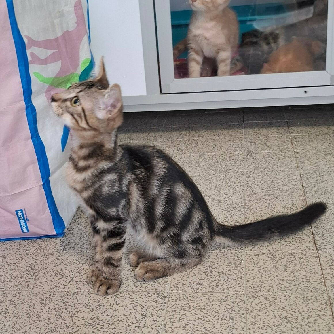 BRYO6 BRYO – chaton adopté