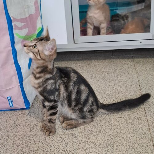 BRYO – chaton adopté