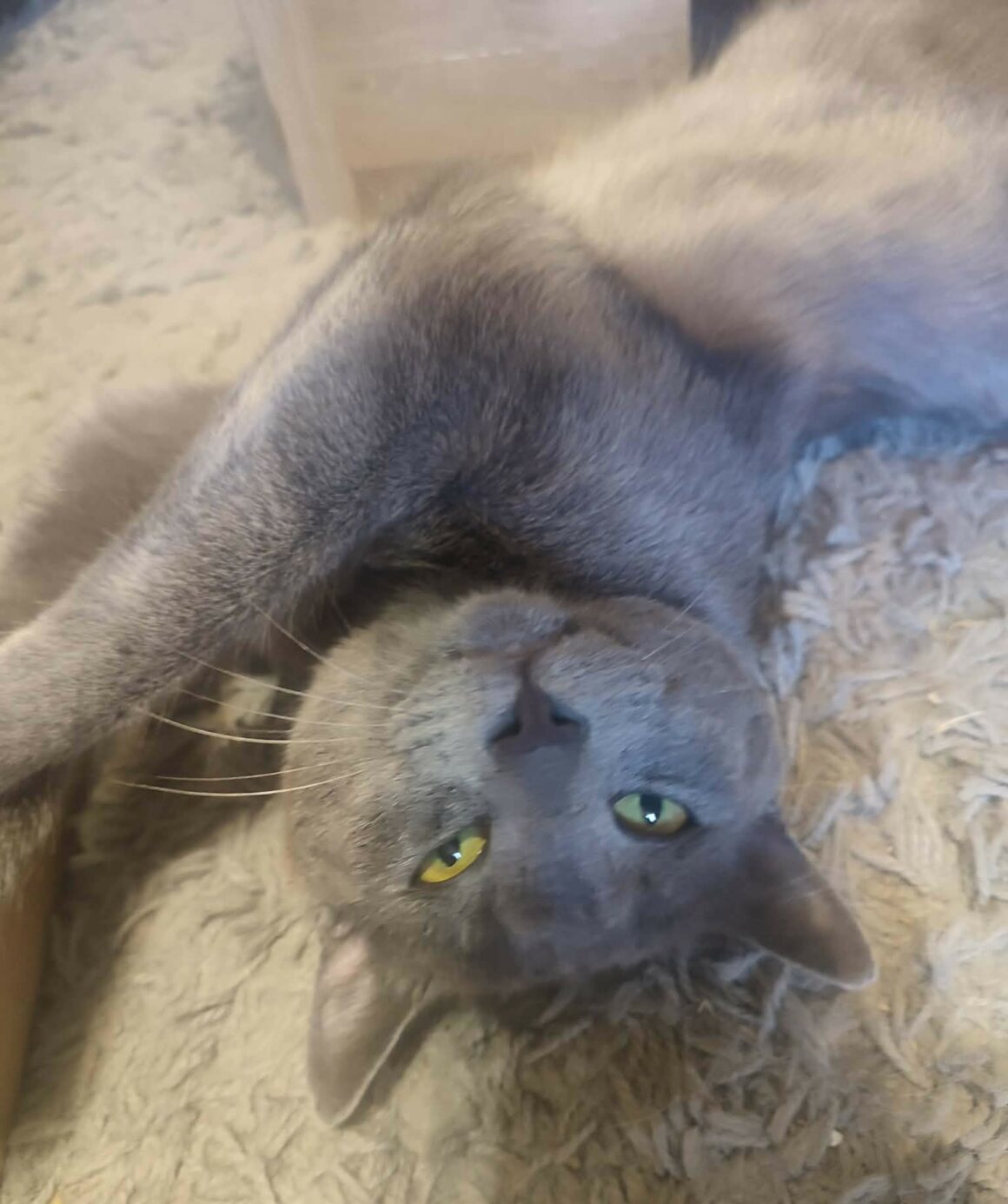 BUTANE – Junior