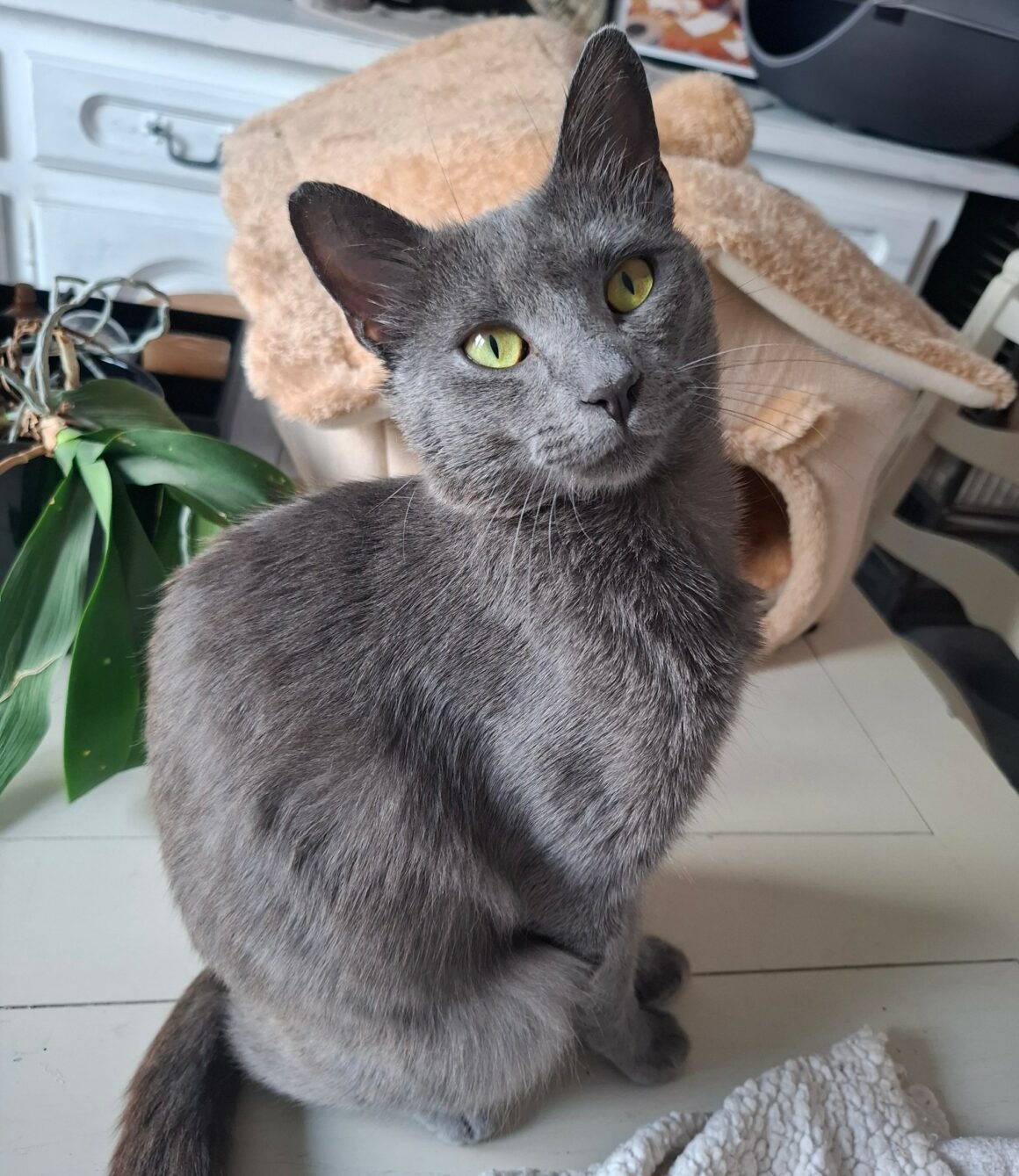 BUTANE – Junior