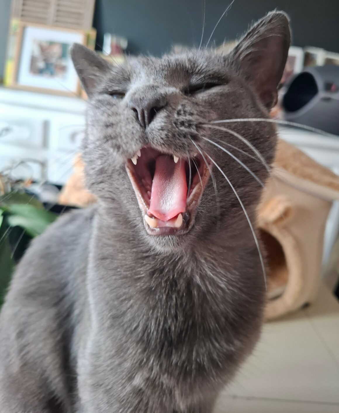 BUTANE – Junior
