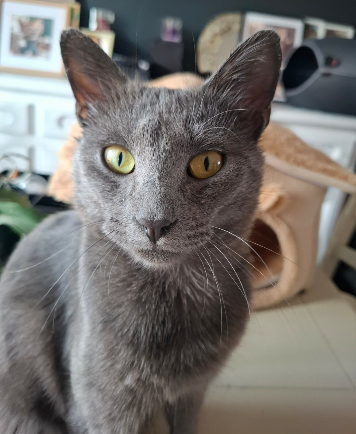 BUTANE – Junior