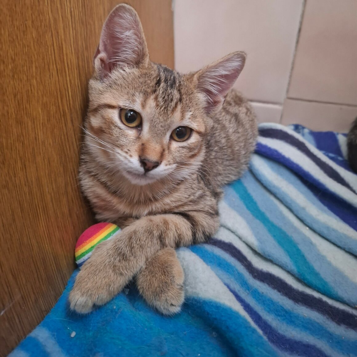 BUTTERFLY – chaton