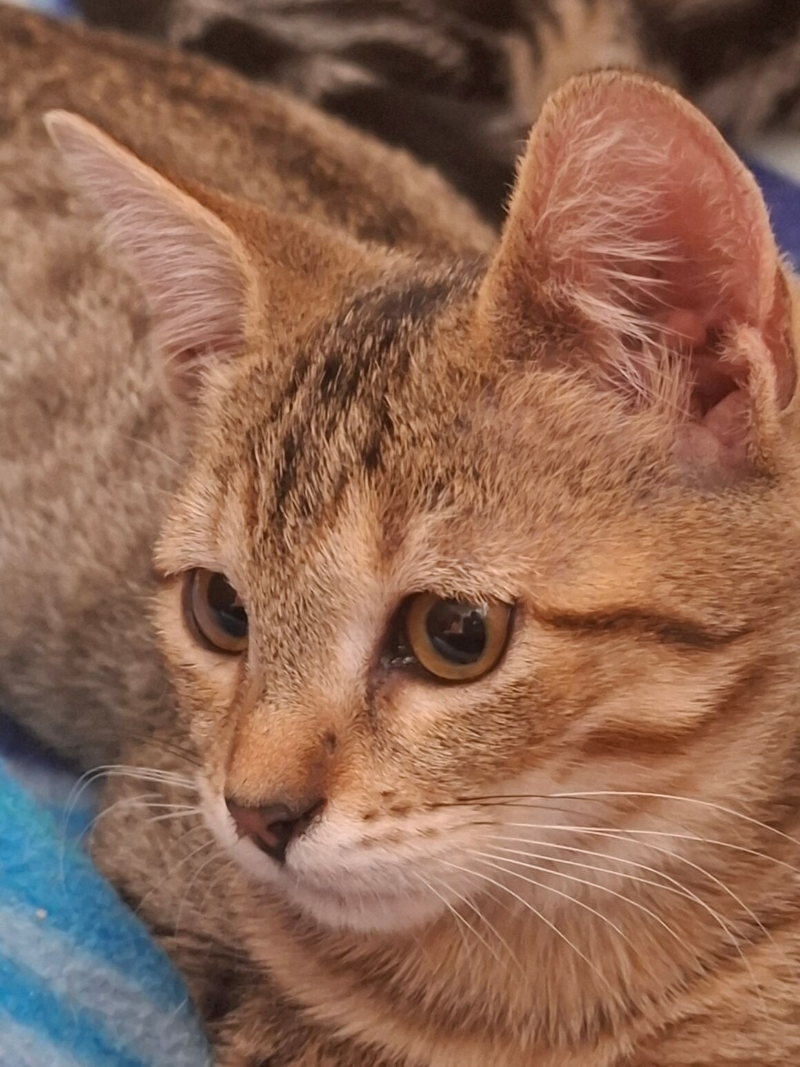 BUTTERFLY – chaton
