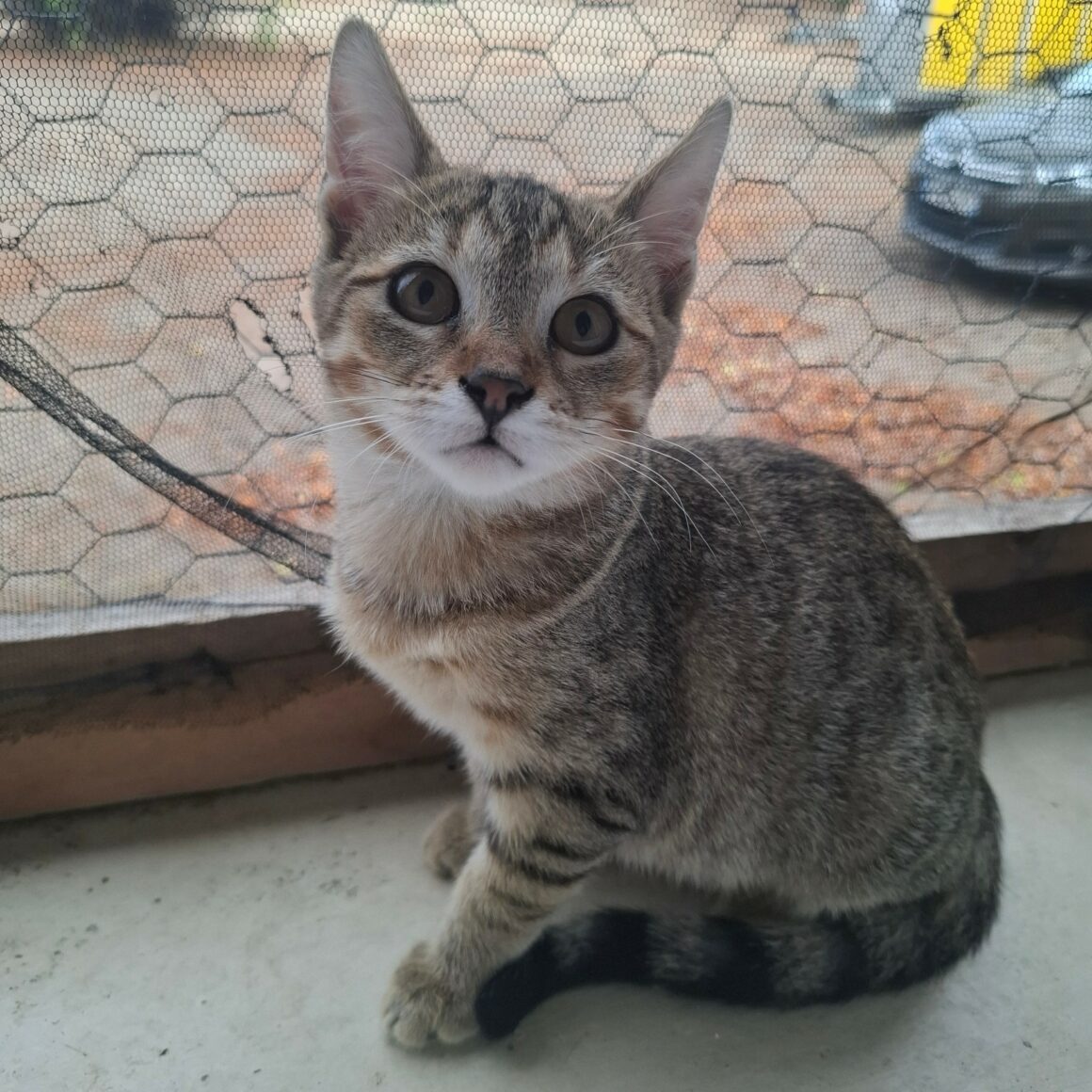 BUTTERFLY – chaton