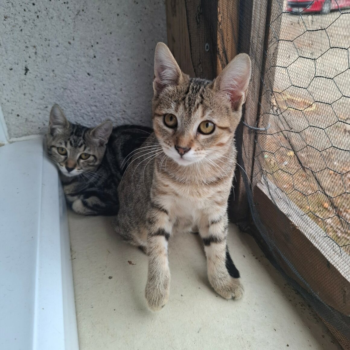BUTTERFLY – chaton