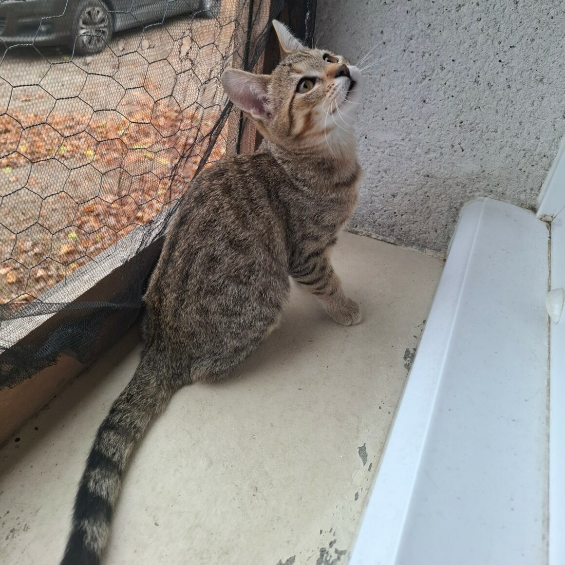BUTTERFLY – chaton