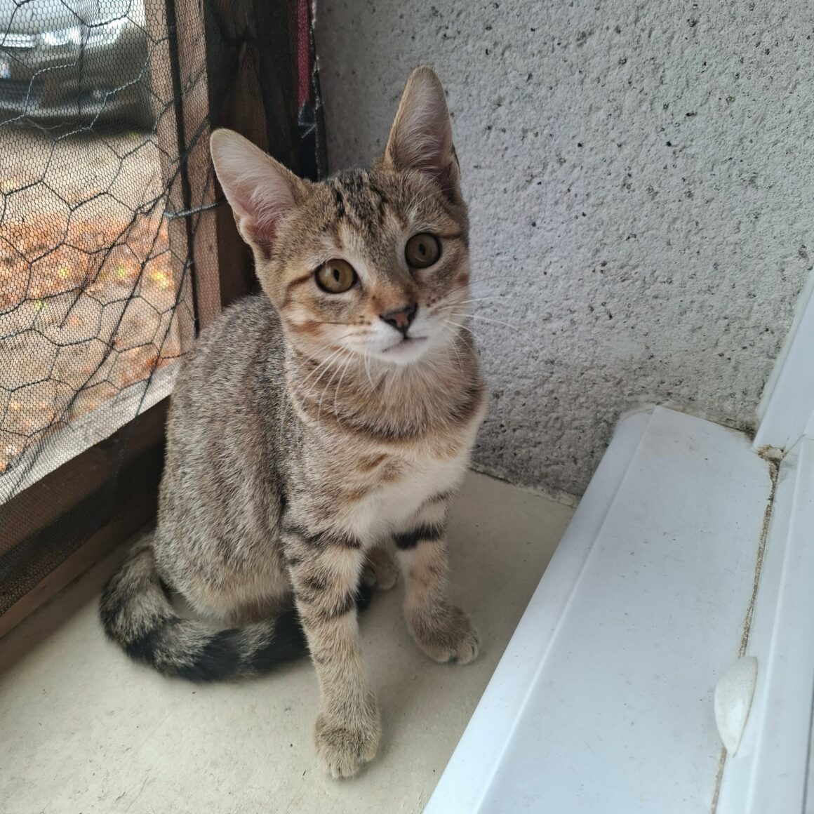 BUTTERFLY – chaton