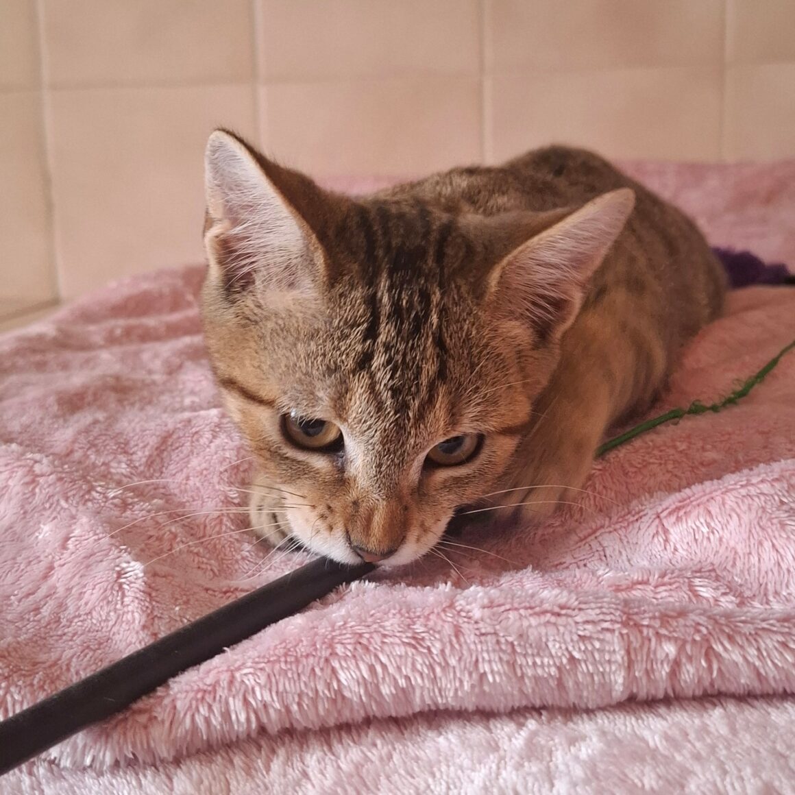 BUTTERFLY – chaton