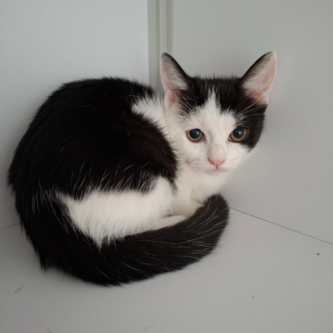 BYZANCE – Chaton