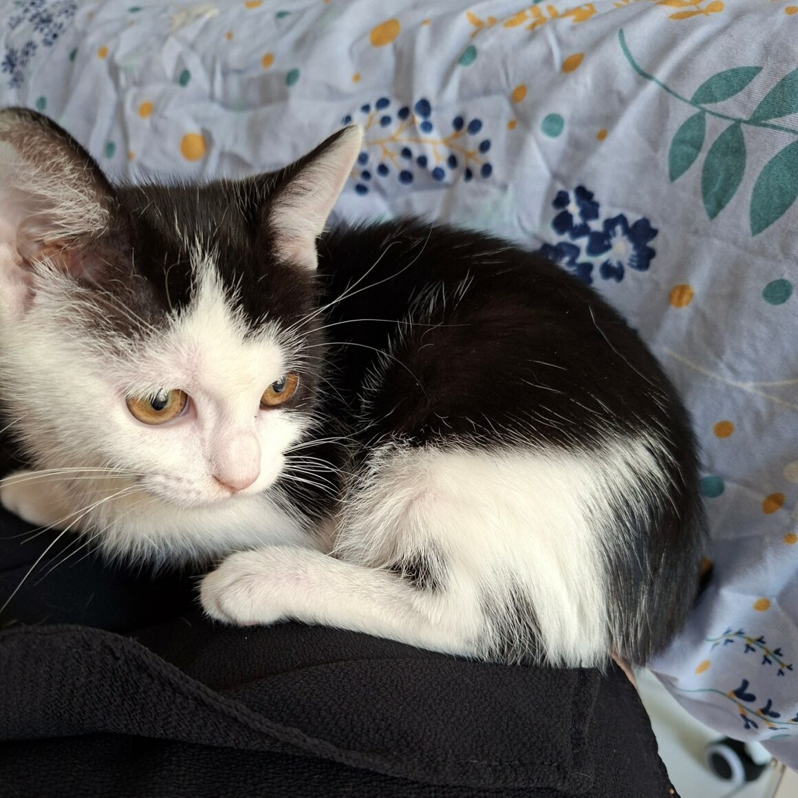 BYZANCE – Chaton