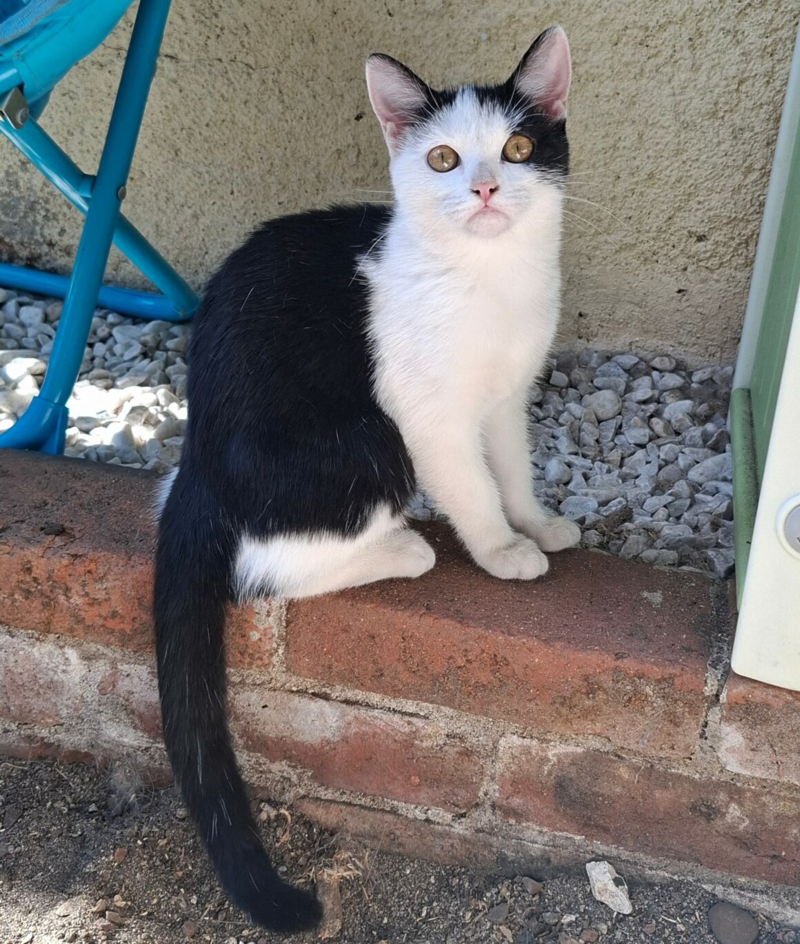 BYZANCE – Chaton