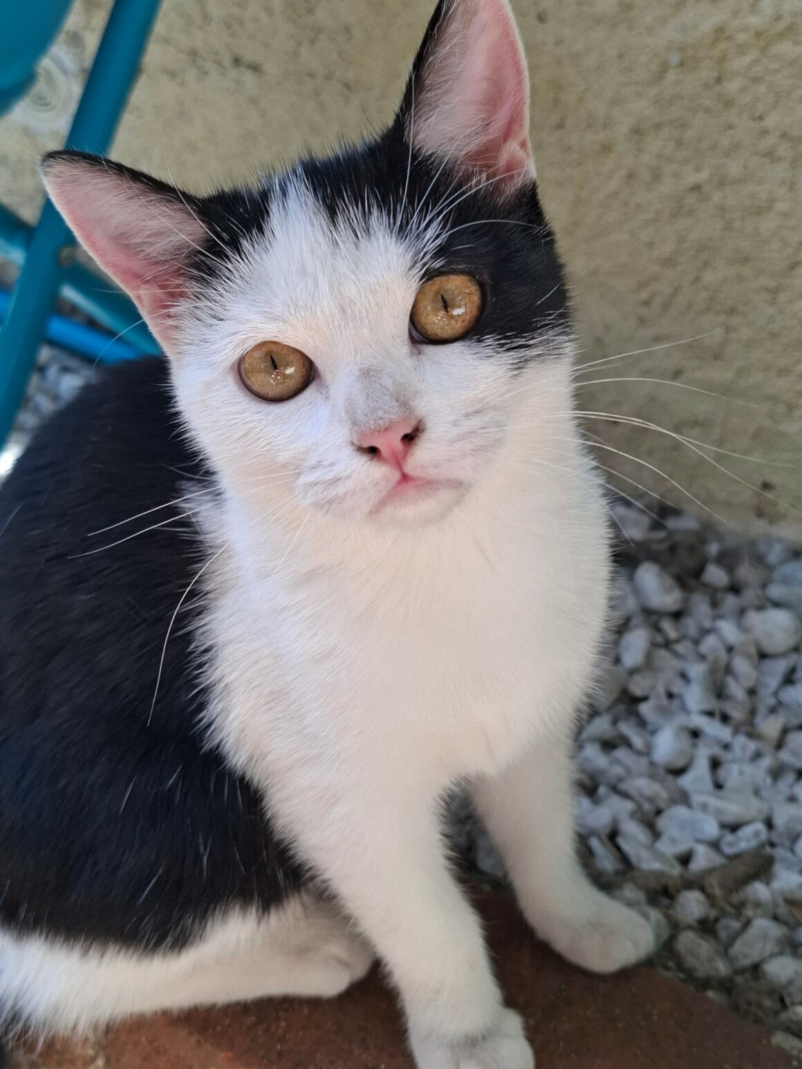 BYZANCE – Chaton