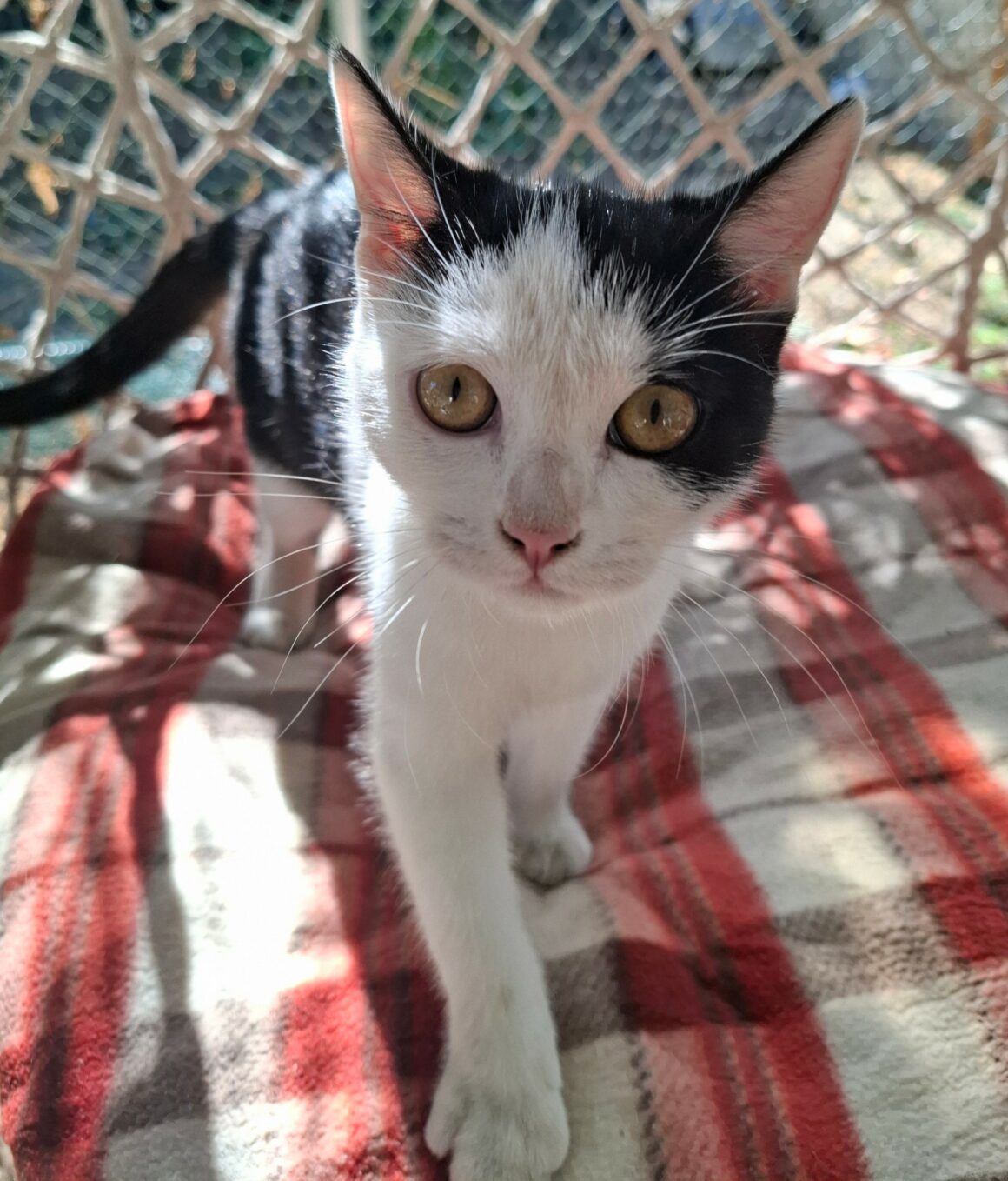 BYZANCE – Chaton