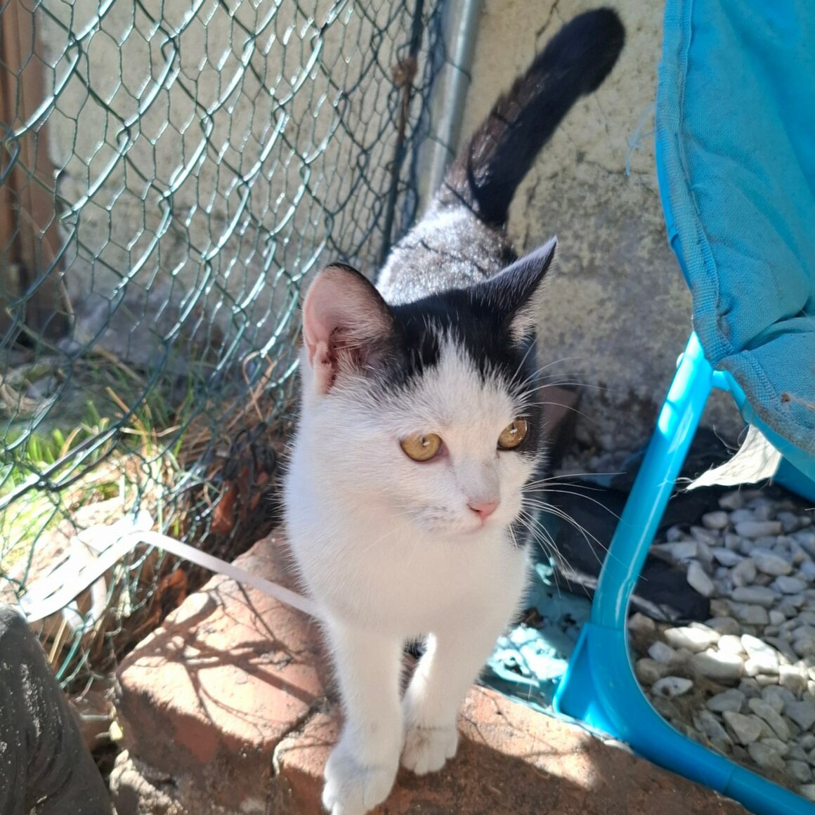 BYZANCE – Chaton