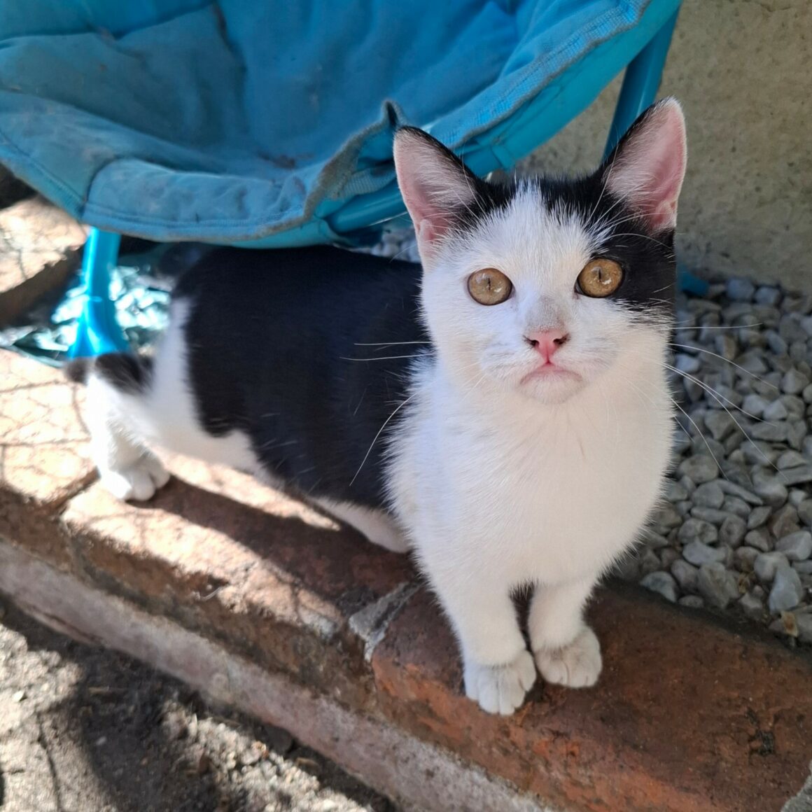 BYZANCE – Chaton