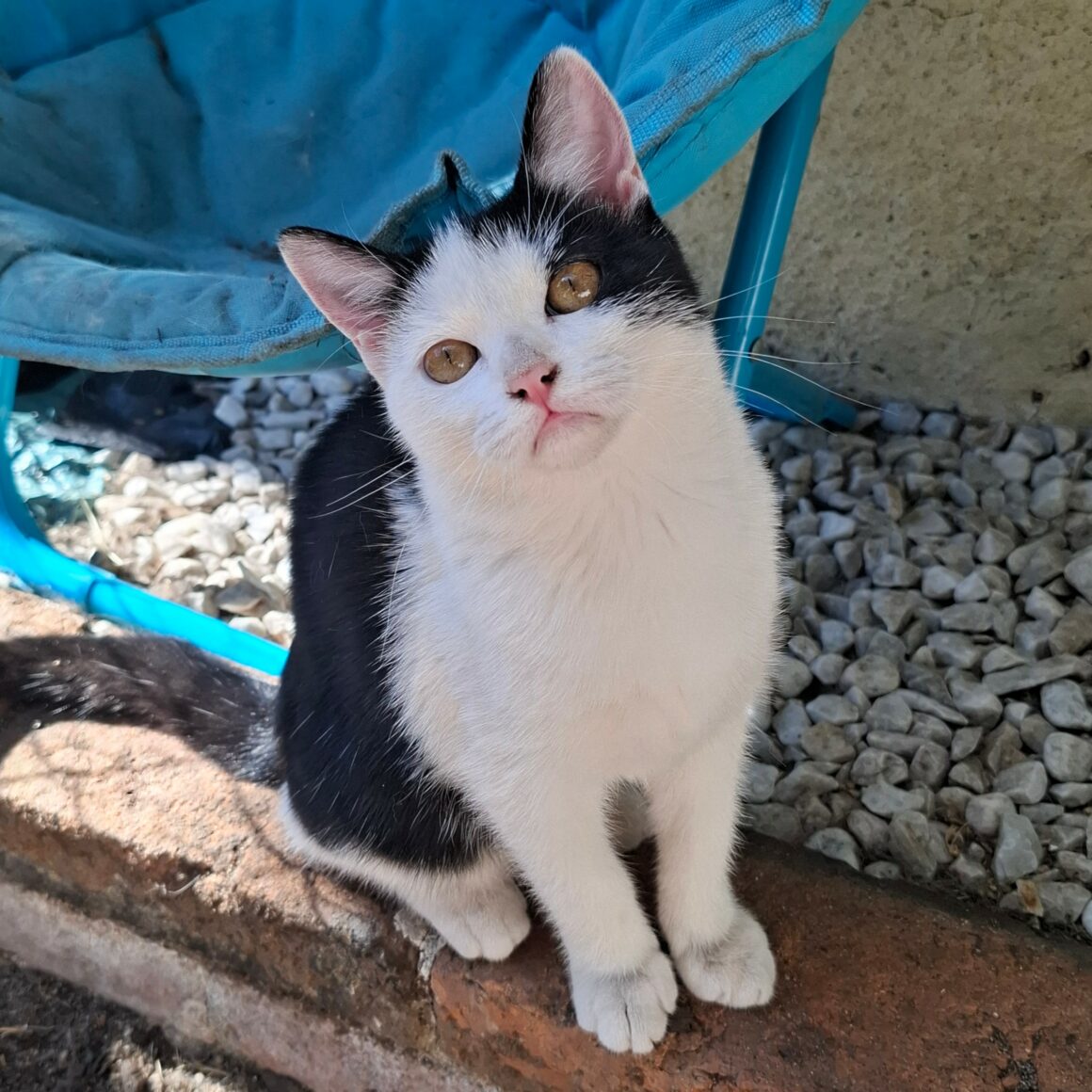 BYZANCE – Chaton