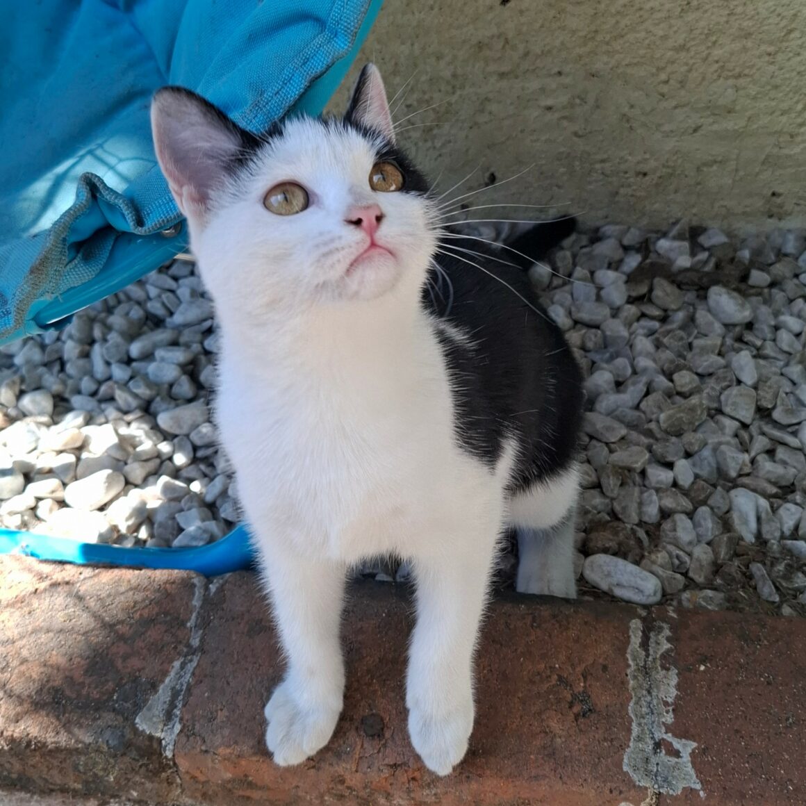 BYZANCE – Chaton