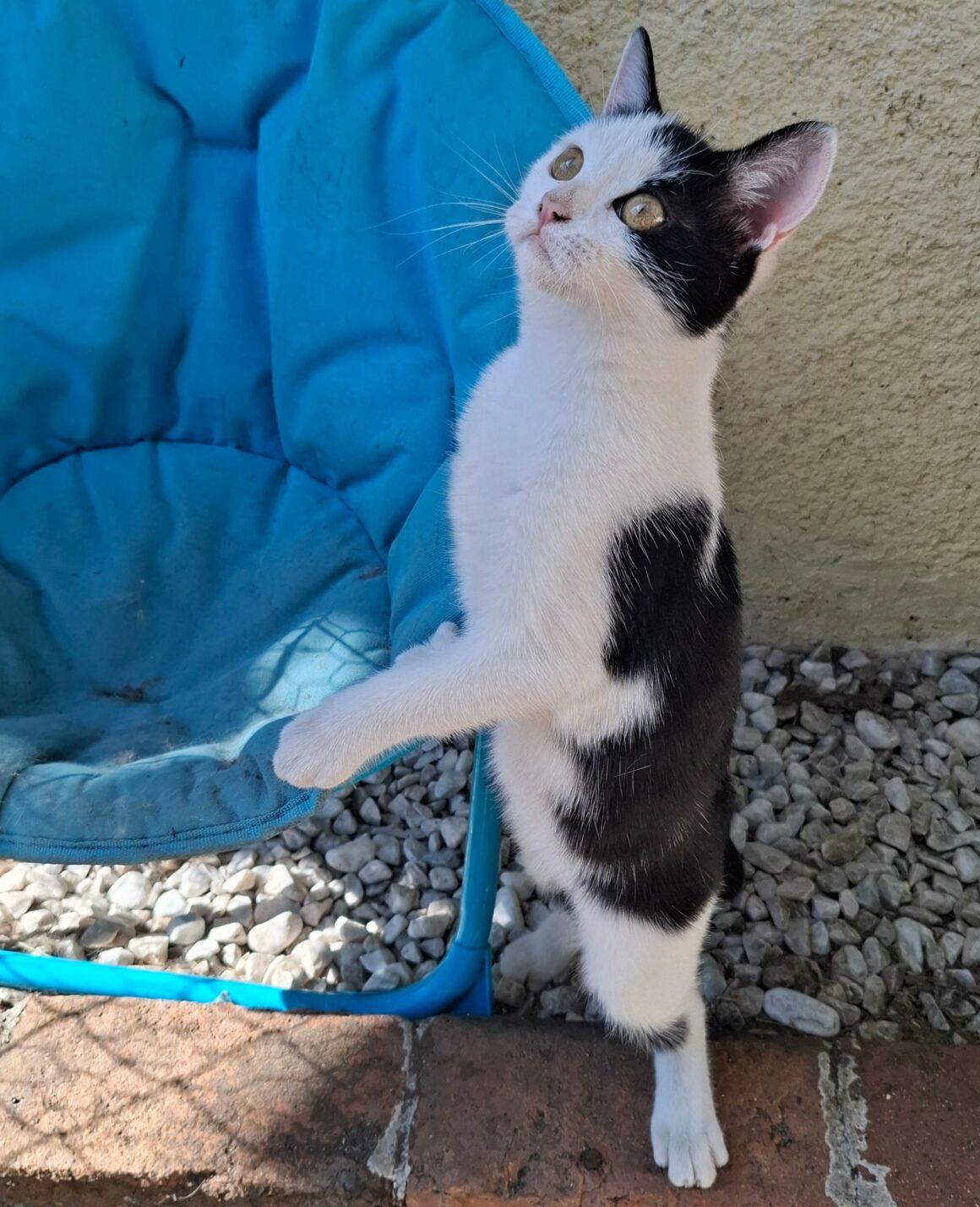 BYZANCE – Chaton