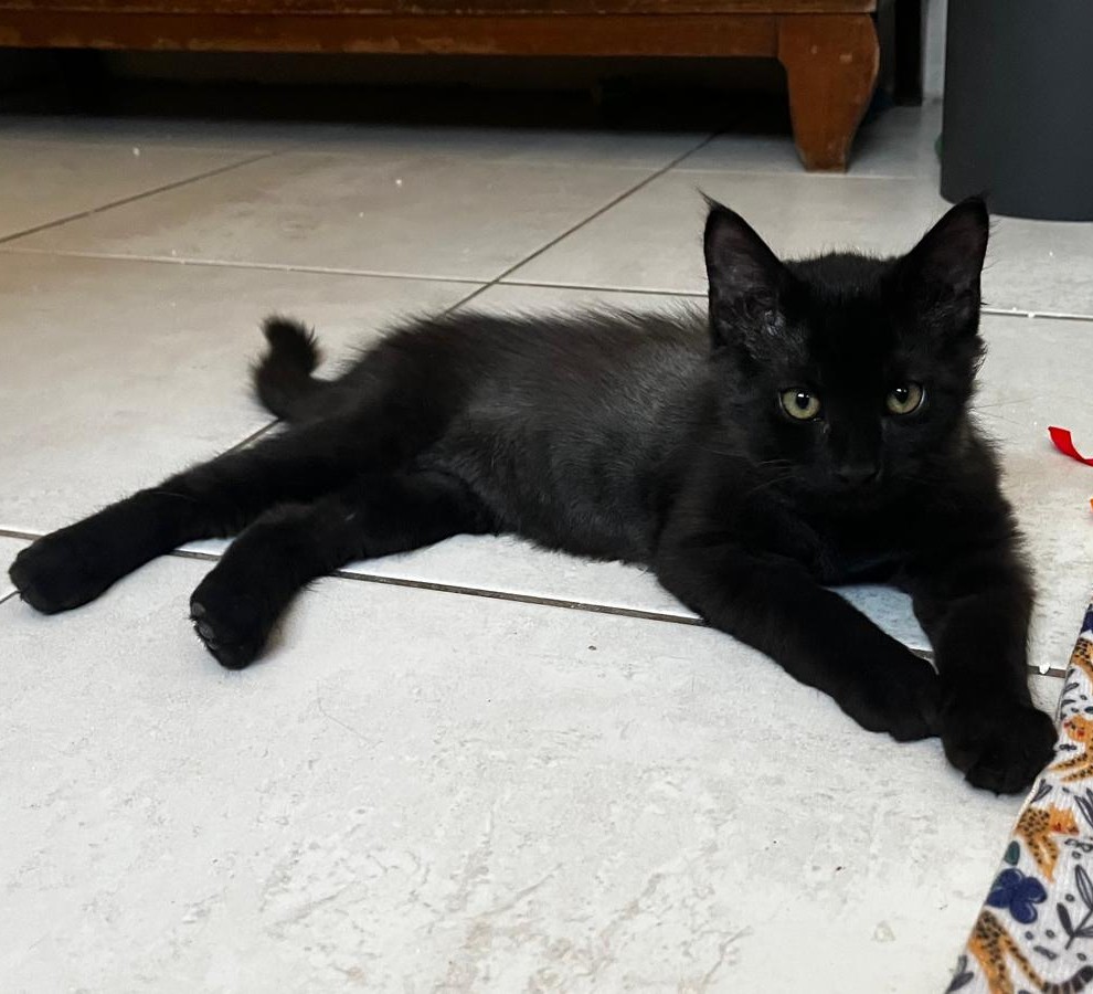 bongo1 BONGO – chaton
