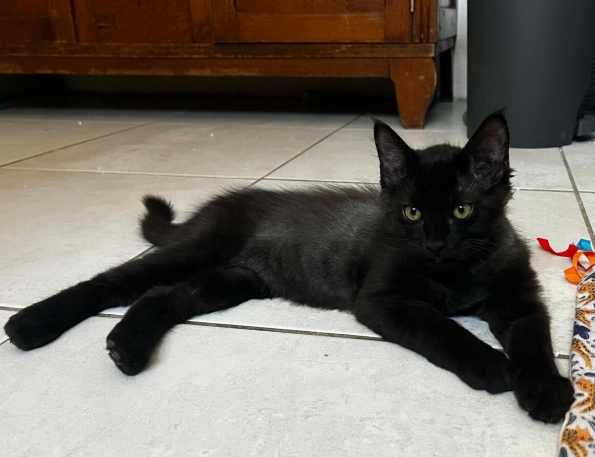 bongo2 BONGO – chaton