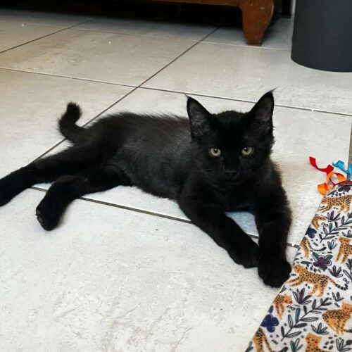 BONGO – chaton