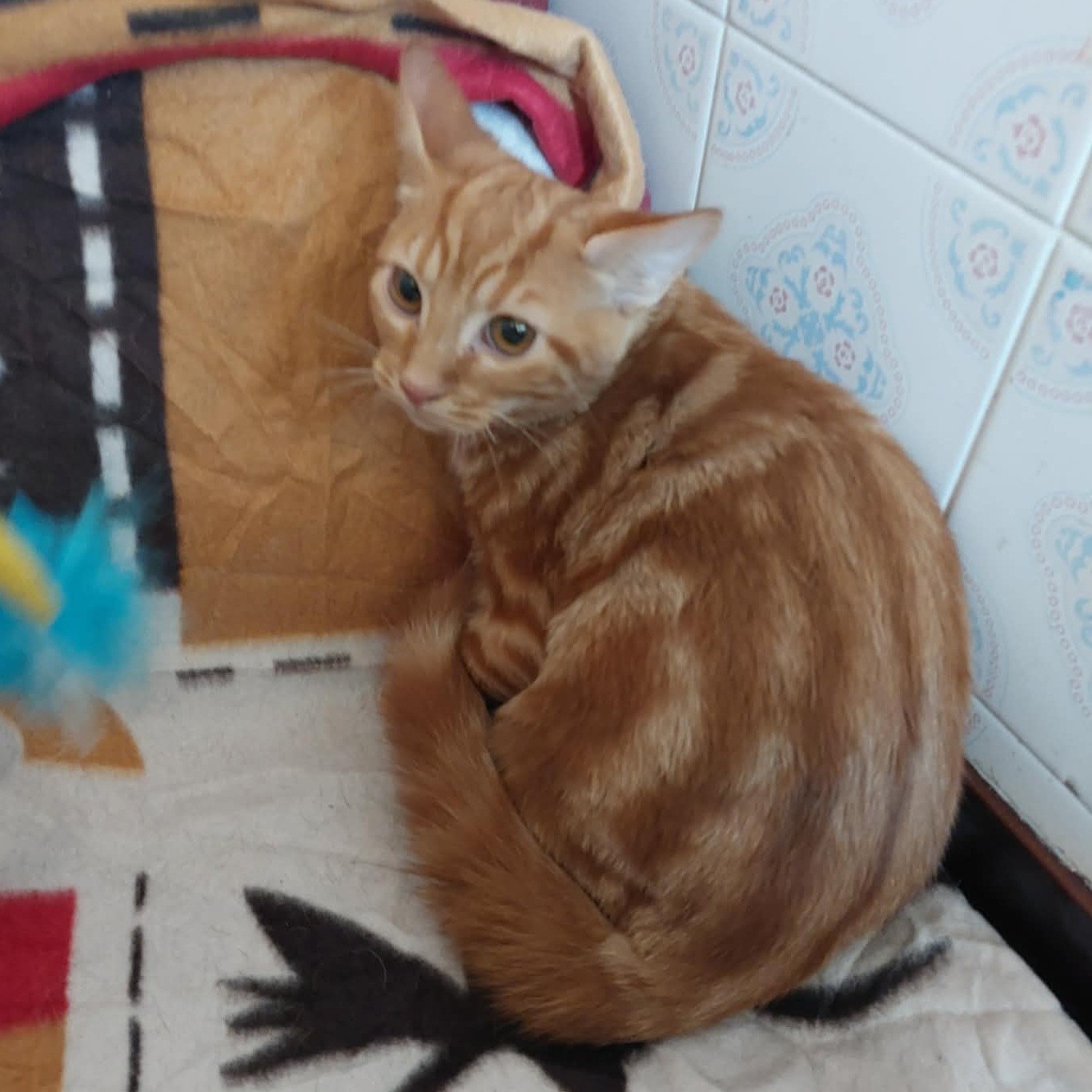 BABACOOL1 BABACOOL – chaton