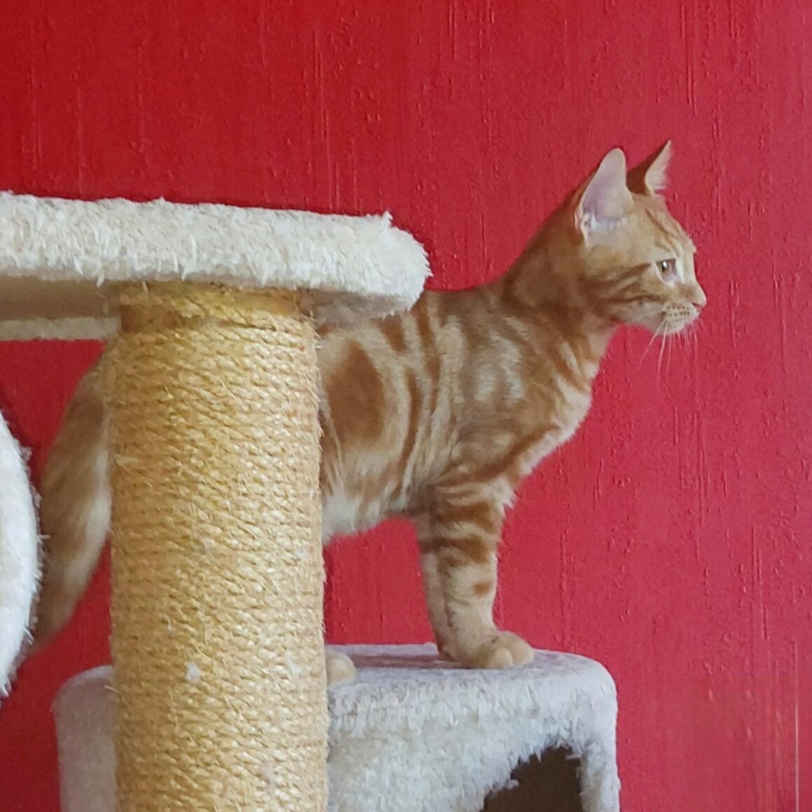 BABACOOL5 BABACOOL – chaton