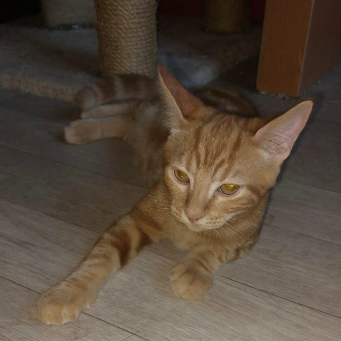 BABACOOL6 BABACOOL – chaton