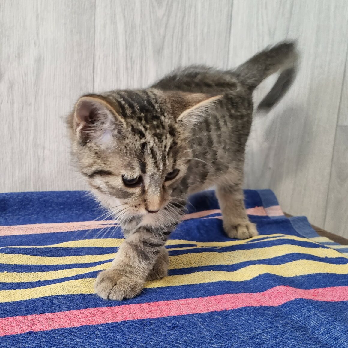 BACH – Chaton réservé