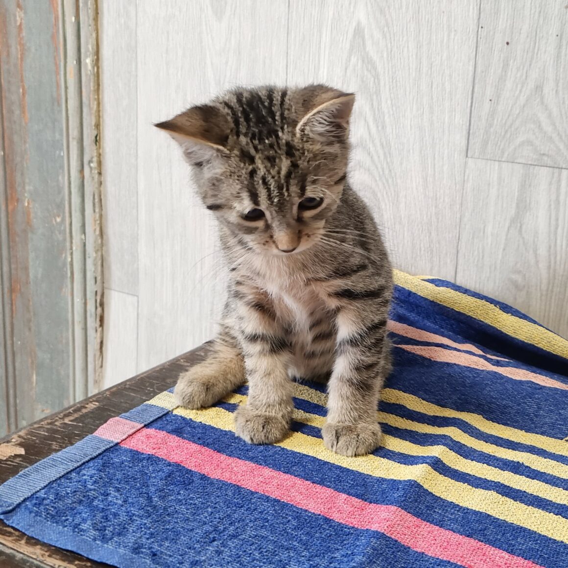 BACH – Chaton réservé