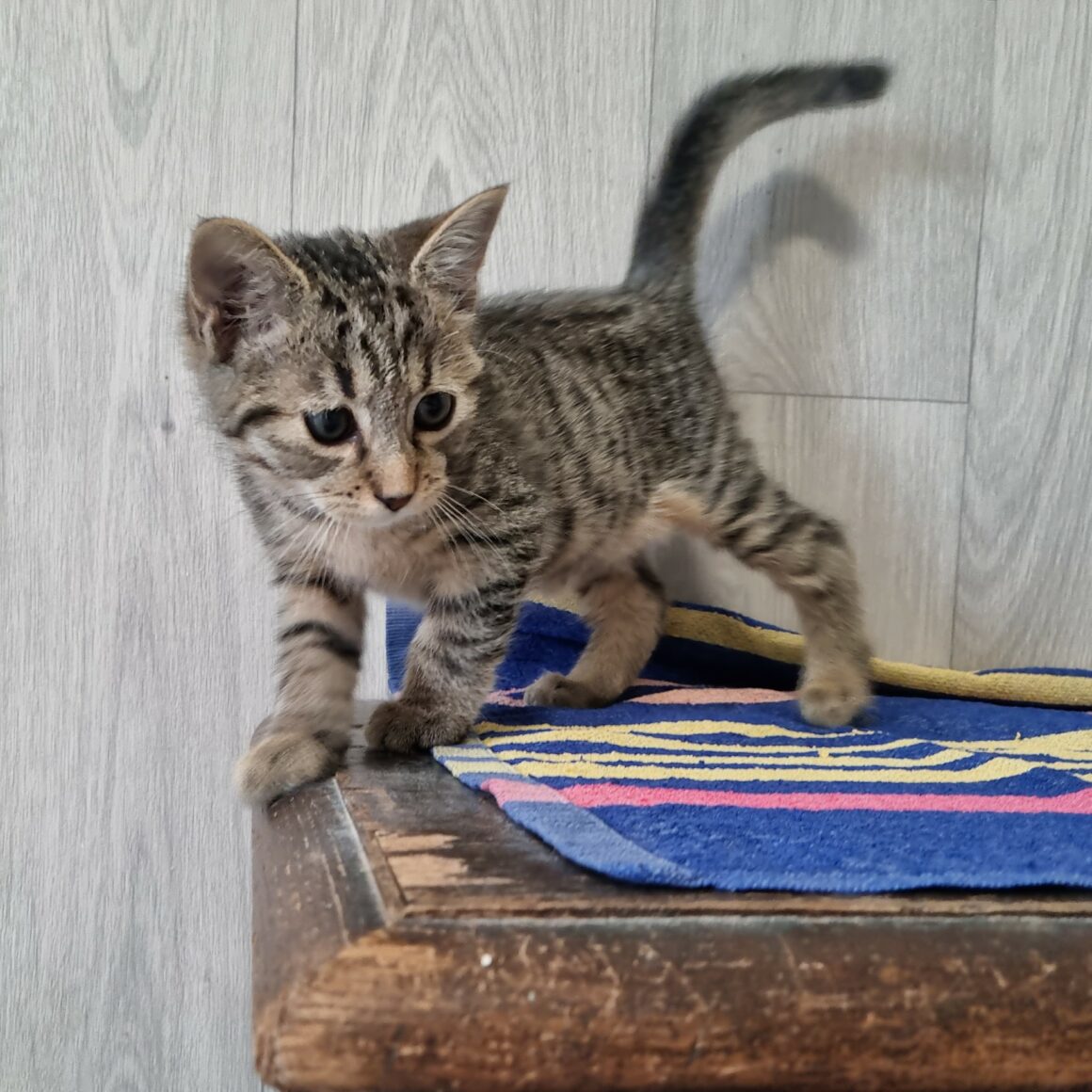 BACH – Chaton réservé