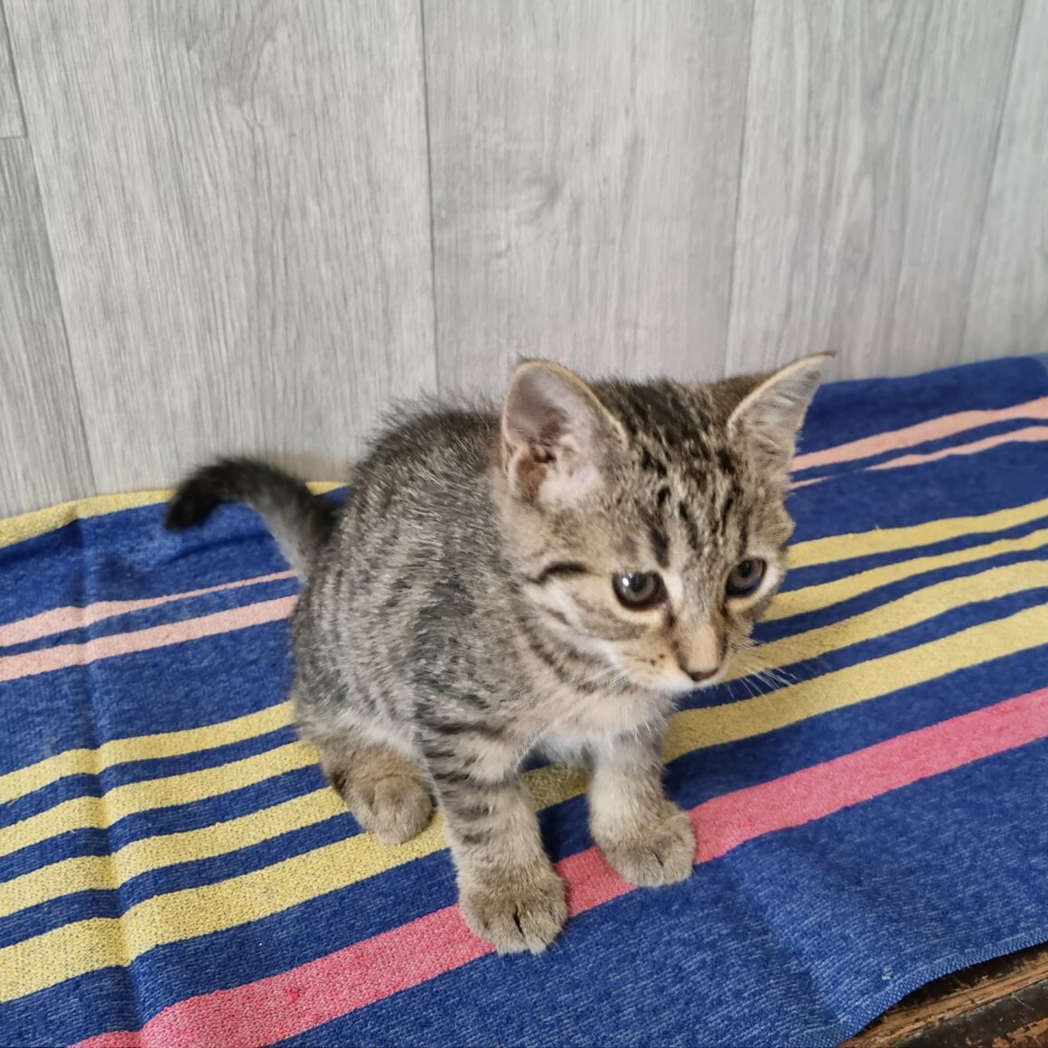 BACH – Chaton réservé