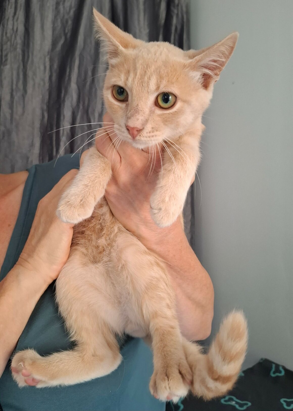 BAGEL – chaton
