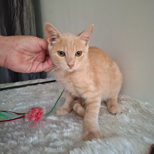 BAGEL – chaton