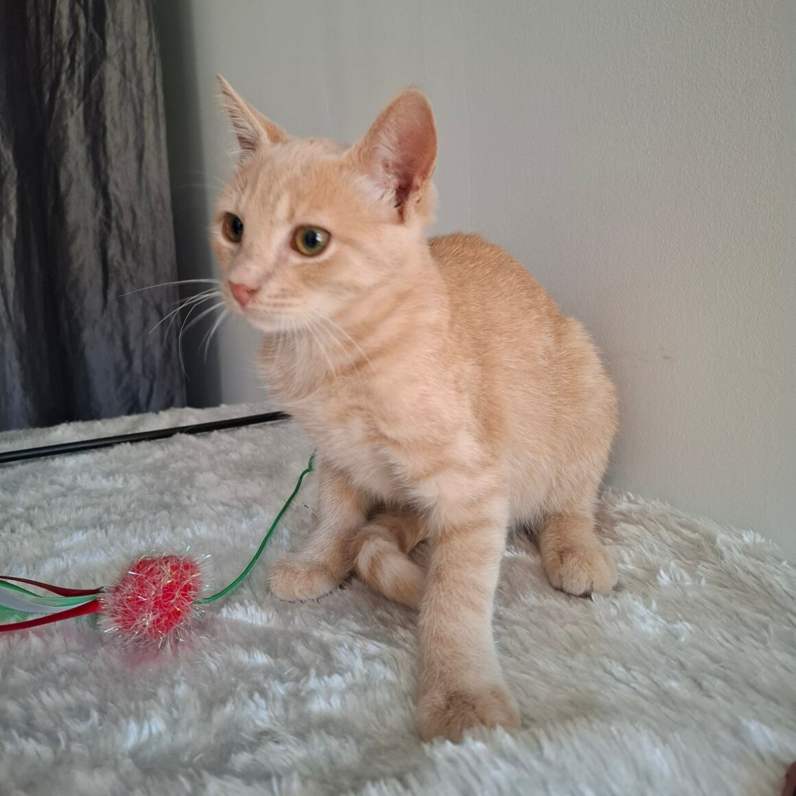 BAGEL – chaton