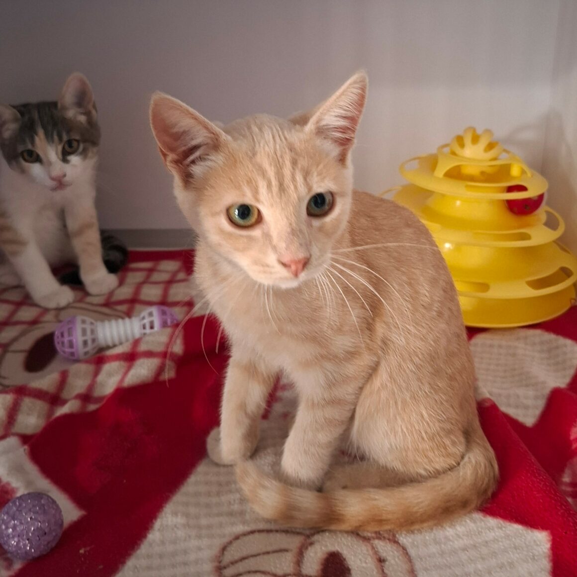 BAGEL – chaton