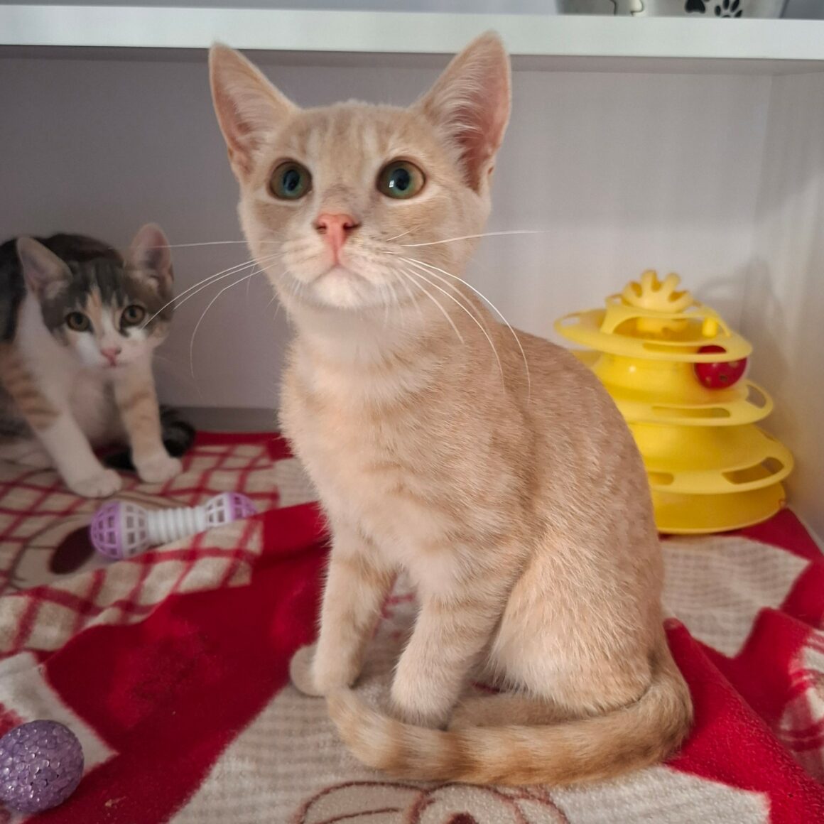 BAGEL – chaton