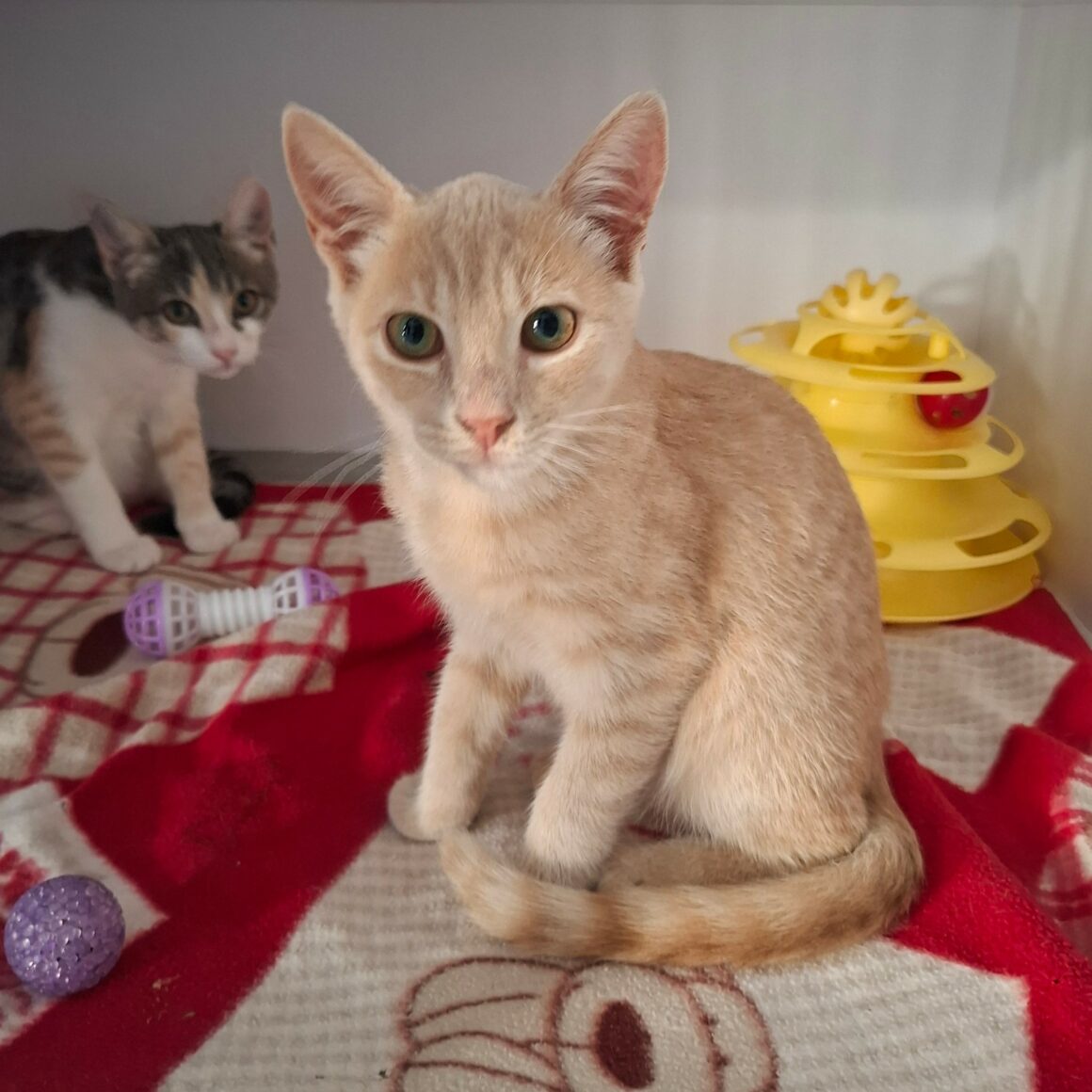 BAGEL – chaton