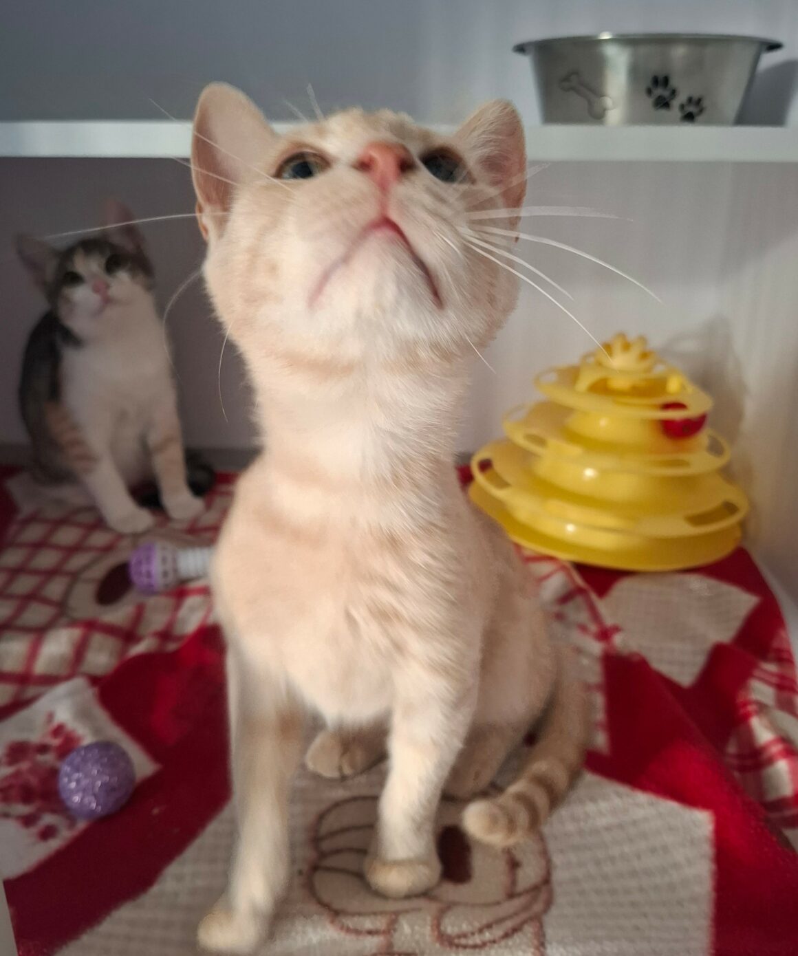 BAGEL – chaton