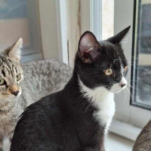 BAGNARD – Junior