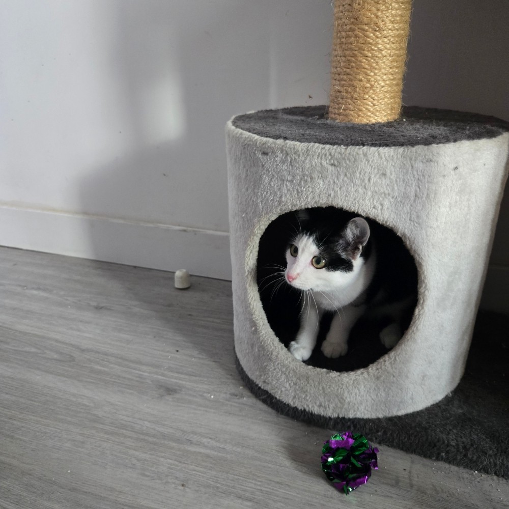 BARCARES – chaton