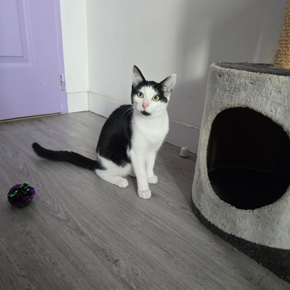 BARCARES – chaton