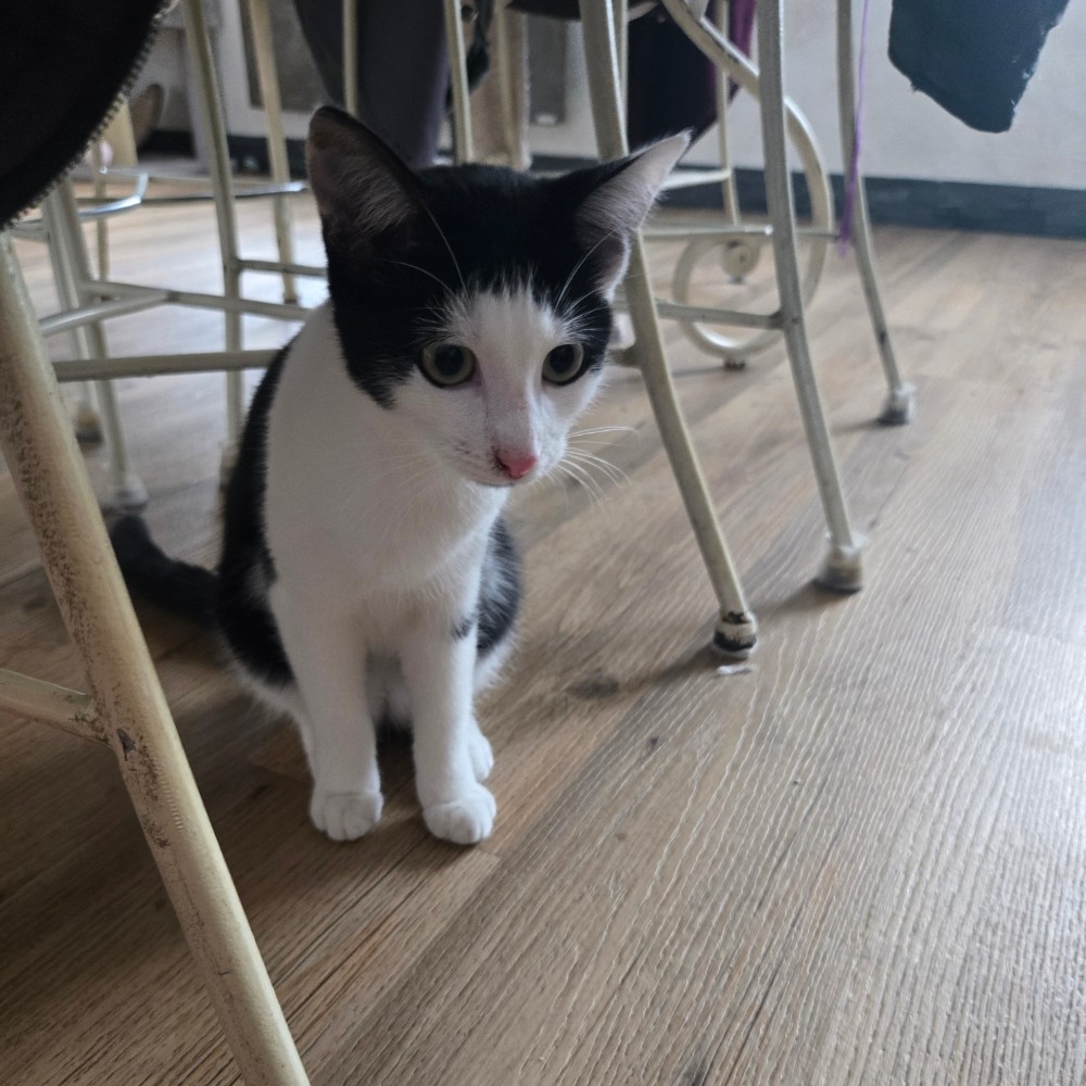 BARCARES – chaton