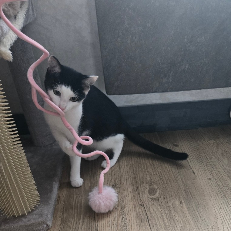 BARCARES – chaton