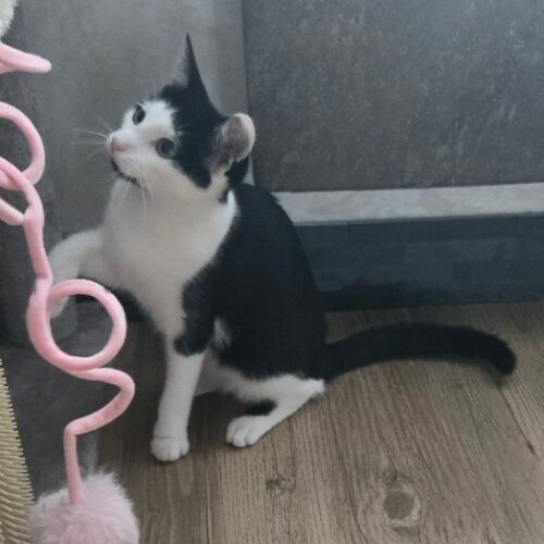 BARCARES SEPT2 BARCARES – chaton