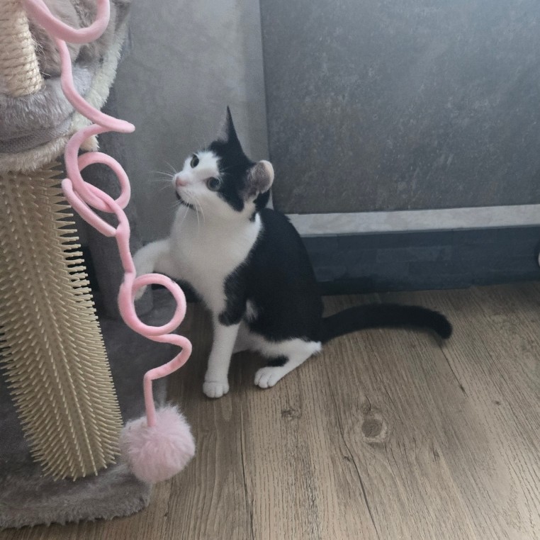 BARCARES – chaton
