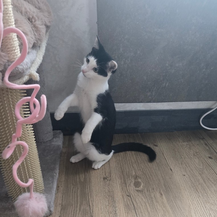 BARCARES – chaton